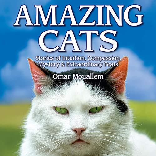 Amazing Cats by Omar Mouellam