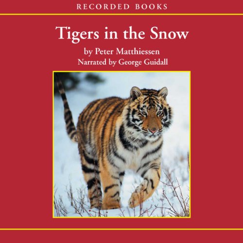 Tigers in the Snow
