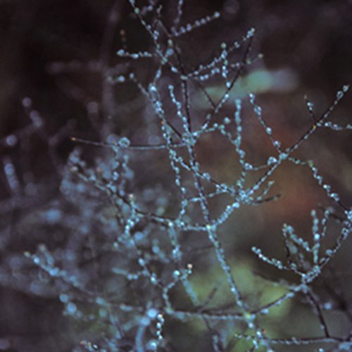 Who's Punishing You? by John Daido Loori