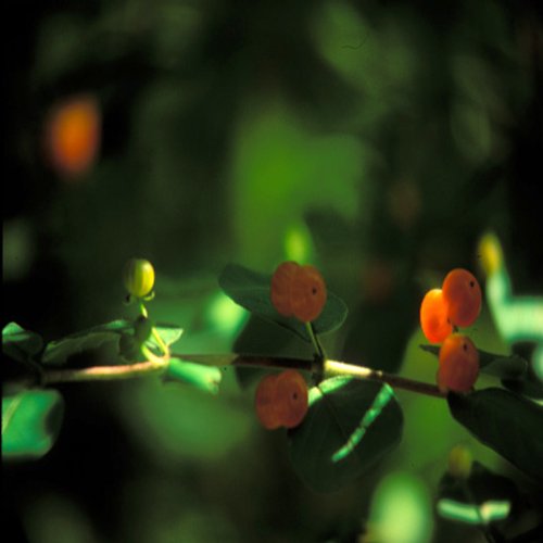 Don't Bend Your Heart