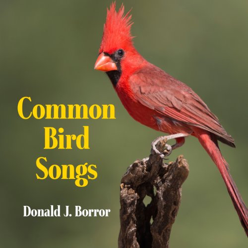 Common Bird Songs