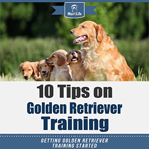 10 Tips on Golden Retriever Training
