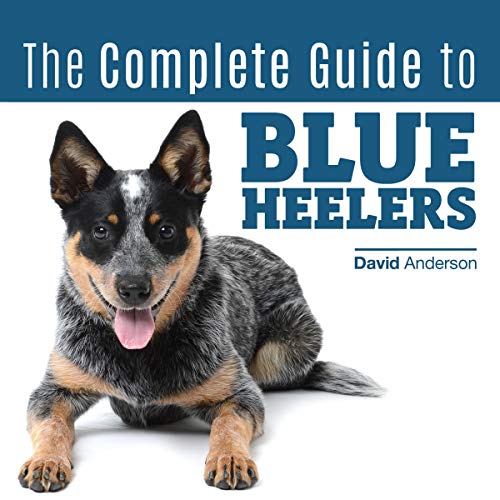 The Complete Guide to Blue Heelers