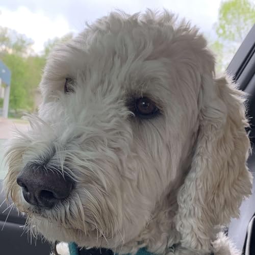 Wadjasay? American English Pronunciation Practice by Follow on Telegram: https://t.me/NativeEnglishLessons