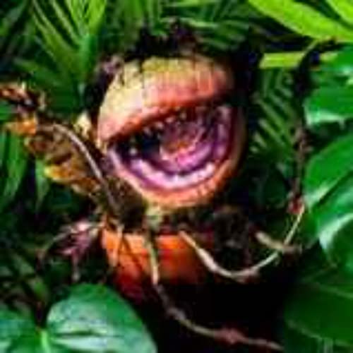 Best types of house plants, ever by Daniel Boisvert