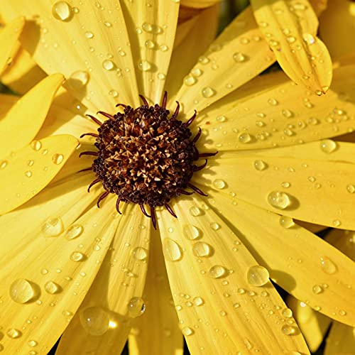 Haitian Renaissance by Annou Reveye - Let Us Wake Up