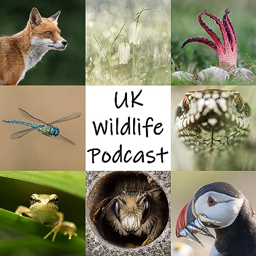 UK Wildlife Podcast by Neil Phillips + Victoria Hillman