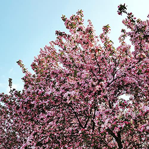 Fly to Seoul by Isabel Strider