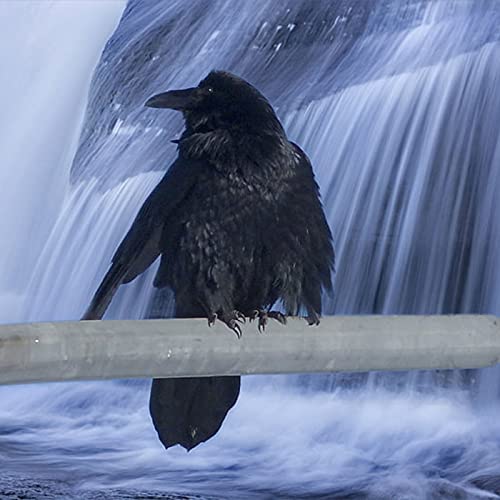 Blackbird's Lullaby by Bishop