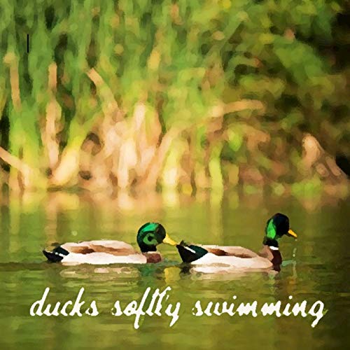 Ducks Softly Swimming by Grant Mooney