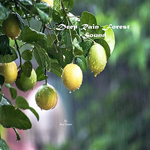Deep Rain Forest Sound