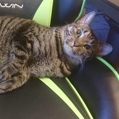 Online For Maintenance by MMO Fallout