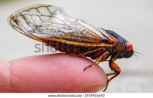 Spiritual Singing with Steve and Rachel: A 22 Years Production by Steven Dammann