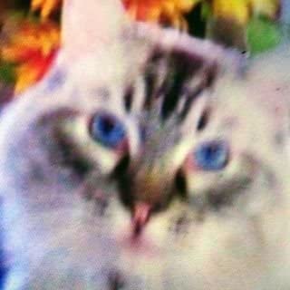 The Happy Max Kitty Singing & Prayer Show