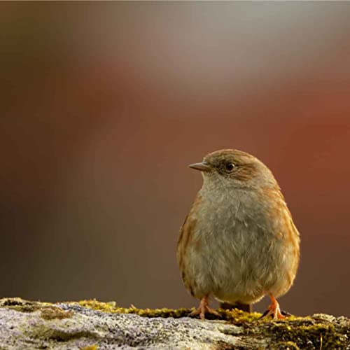 On the hunt with Loys by Loys Photography