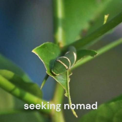 Seeking Nomad - life and its reflection. I just raise questions. You go within to find the answers. by Seeking Nomad