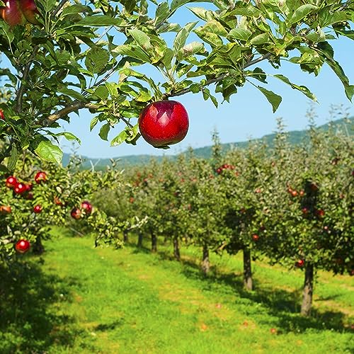 The Torah Orchard- fascinating Halacha by Shimmy Wieder