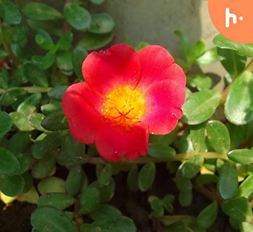 My Days Of Roses by Azure Polite