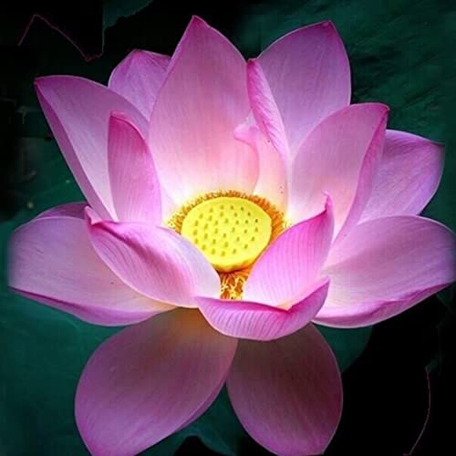 灵界见闻录 Spirit World Tales by 守月亮海外净土网 https://blog.shouyueliang.net