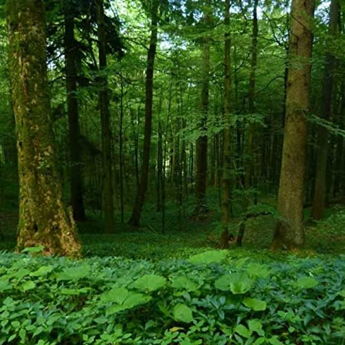 The Understory Bard by Wade Skalsky | The Understory Lawyer | Classic American Business Owner