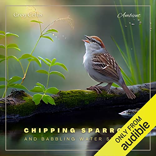 Chipping Sparrow and Babbling Water Stream by Greg Cetus