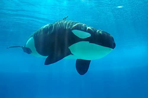 Killer whale, Ross seals and violin by Unknown