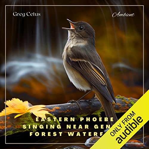 Eastern Phoebe Singing Near Gentle Forest Waterfall by Greg Cetus