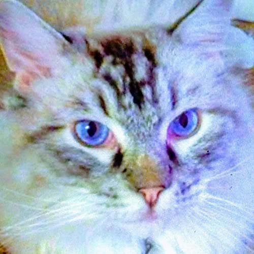 The Happy Kitty Max Singing Show