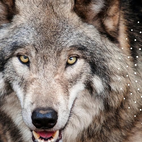 Canis Lupus: The Intricate Social and Ecological Dynamics of the Wolf by Unknown