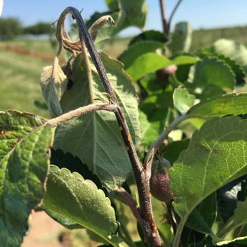 Season 4 Episode 13: Fruit Bites—Big Pathology Update! by Unknown