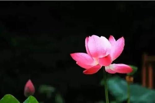 【灵界见闻】无头鬼索命中年人暴毙(含音频 Audio) Headless Ghost Killed A Middle-Aged Man by Unknown