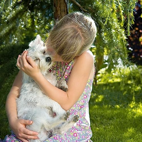 Dealing with Separation Anxiety in Dogs