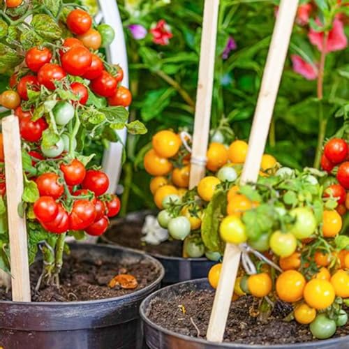 Container gardens by Unknown