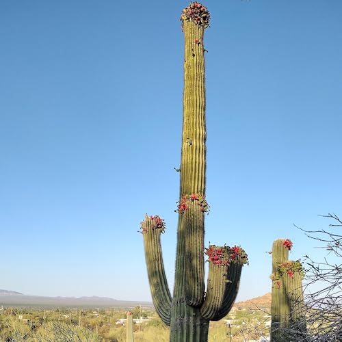DESERT GARDENING SHOW W/ TRISTA4PREZ! #GARDEN#TOURS#HACKS #HOMESTEAD#HOWTO#CHICKENS #PERMACULTURE by Unknown