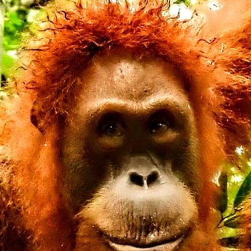 A TURKISH TRANSPLANT by Unknown