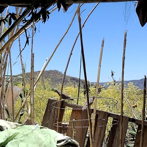 DESERT GARDENING SHOW W/ TRISTA4PREZ 🎉! #GARDEN #HACKS #PERMACULTURE #FOODFOREST by Unknown