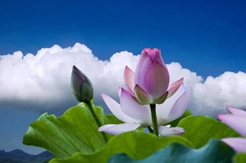 【灵界见闻】鬼道众生往生前夕(含音频 Audio) On the Eve of the Death of Ghosts and Sentient Beings by Unknown