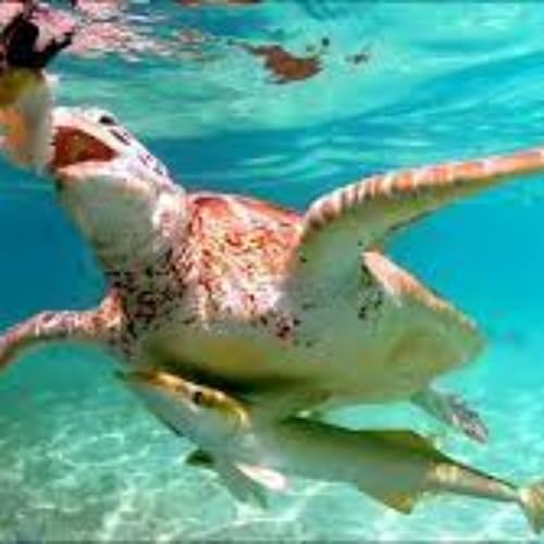 Tales of the Tides:⁠ Swimming with Turtles by hoorain fatima