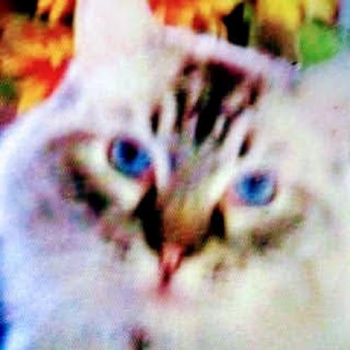 Lively Happy Kitty Max Singing Show by LaDonynia Mae Adams