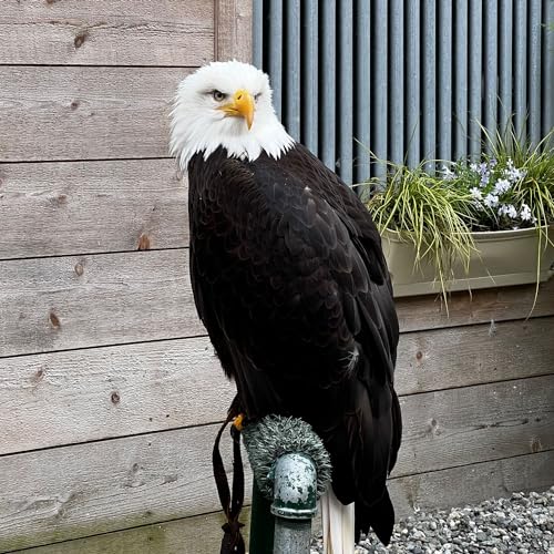 The Big Pitch by Daniel Kanagy