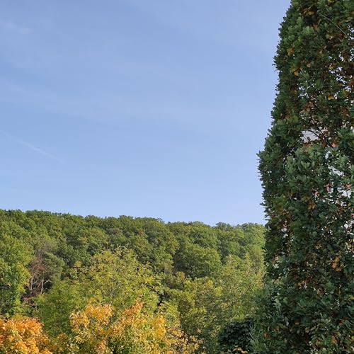 Exploring the Arboreal World: Trees, Flowers, Timber, Wood Industry, and Market Insights by Sagabos