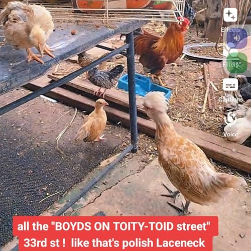 IMPORTANT AUDIO FROM OBJECTIVE WITNESS AT PIG RAID AUGUST 30TH 38:45 A.M. by Unknown