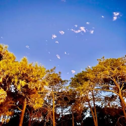 Choas Waves World Music 2023