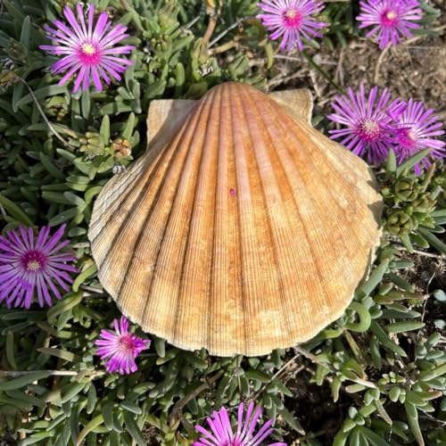 Camino’s End: Stories from the Celtic land at the end of the Saint James Way by Anne Lanevschi