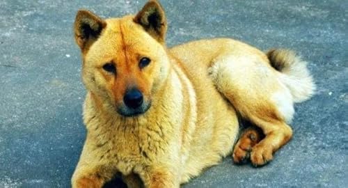 【灵界见闻】乞丐老太太将投胎转生为流浪狗(含音频 Audio) The Old Beggar Lady Will Be Reincarnated as A Stray Dog by Unknown