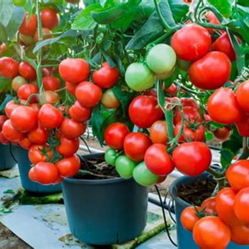 Container veggies.. Easy and healthy by Unknown