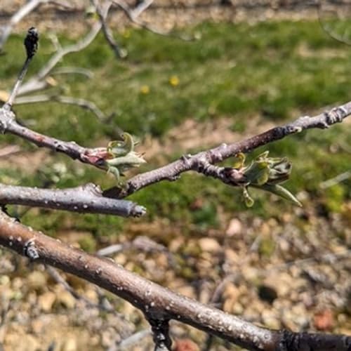 Season 5 Episode 5: Spring Pathology and Entomology Update by Unknown