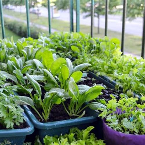 Container Veggies by Unknown