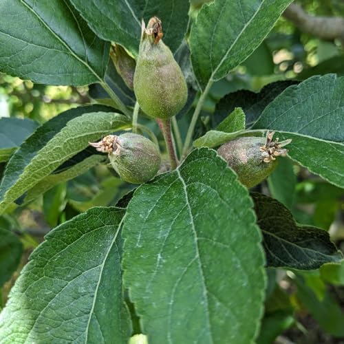 Season 5, Episode 12 - Pathology Professional Puts Down Partial Programs by Unknown