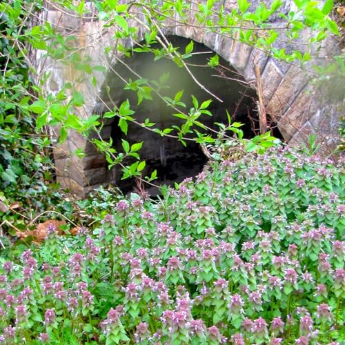 Nature And Rivers - Enjoying the journey from the ground up! by Francesca Camilleri